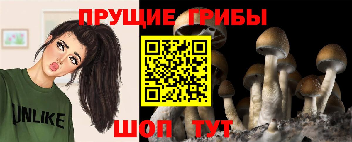 Псилоцибиновые грибы GOLDEN TEACHER Канаш